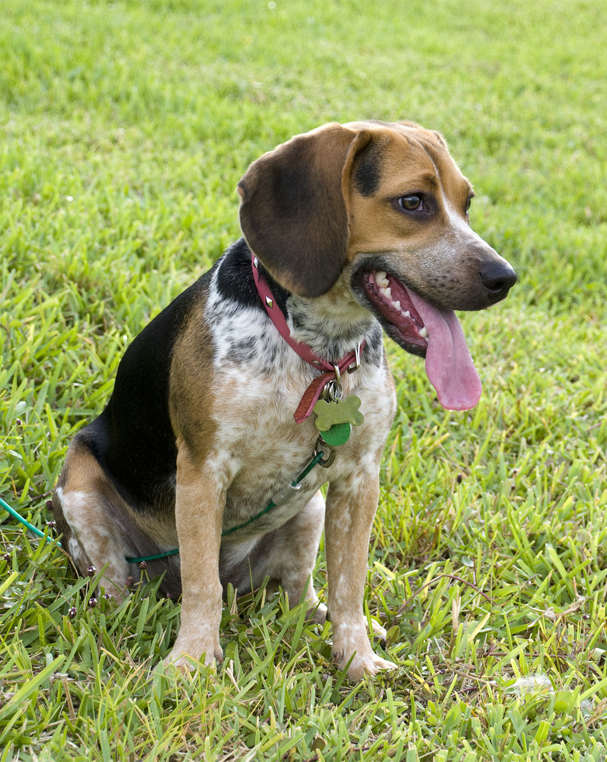 bluetick coonhound beagle mix puppy