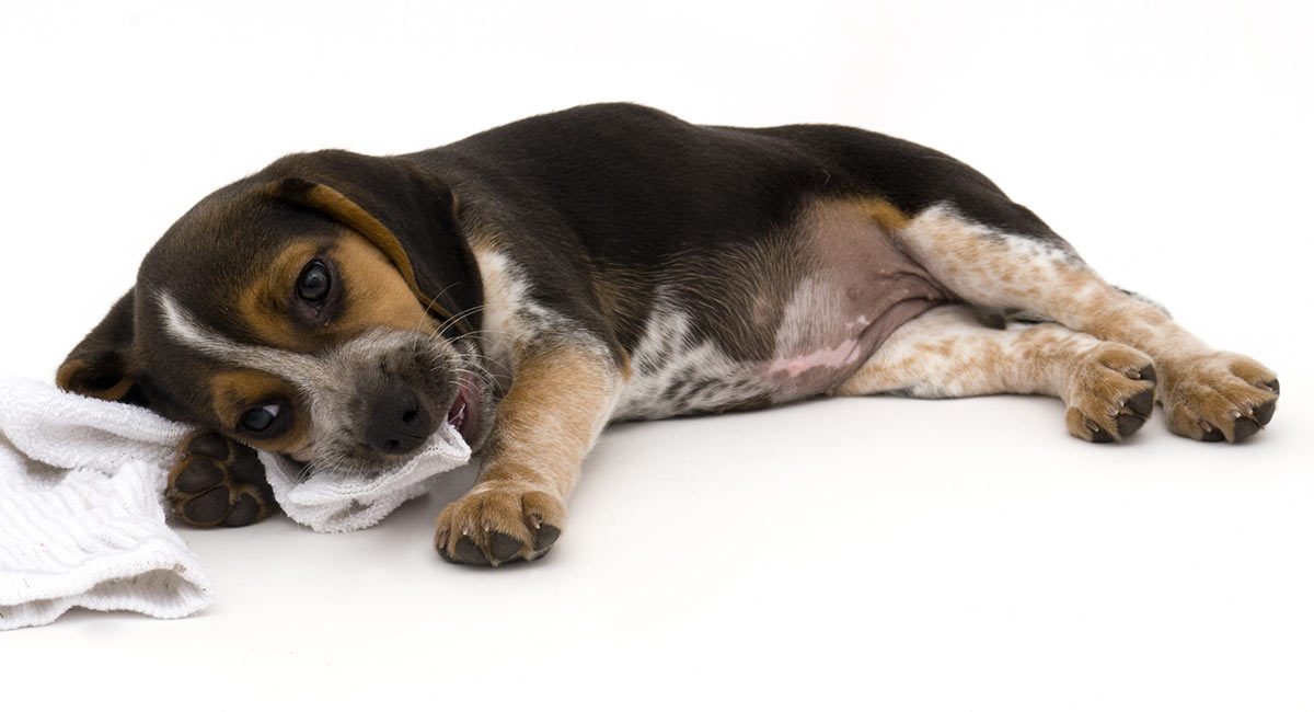 miniature blue tick beagle