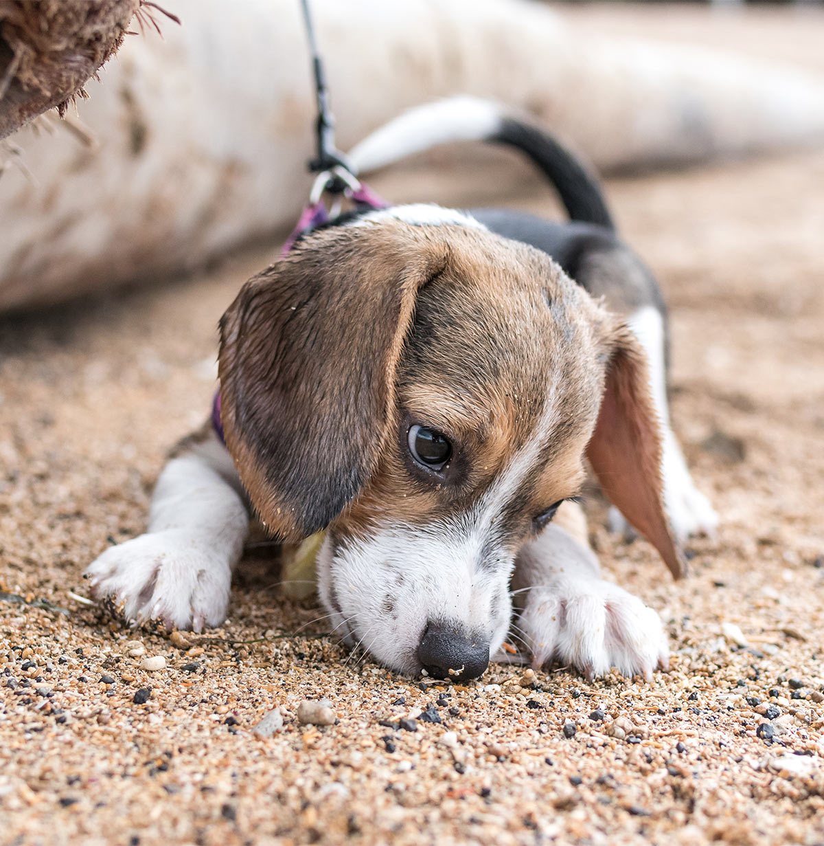 red haired blue tick dog