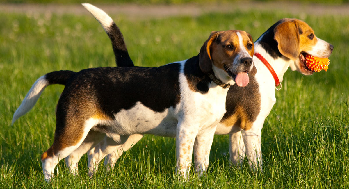 beagle bluetick coonhound mix