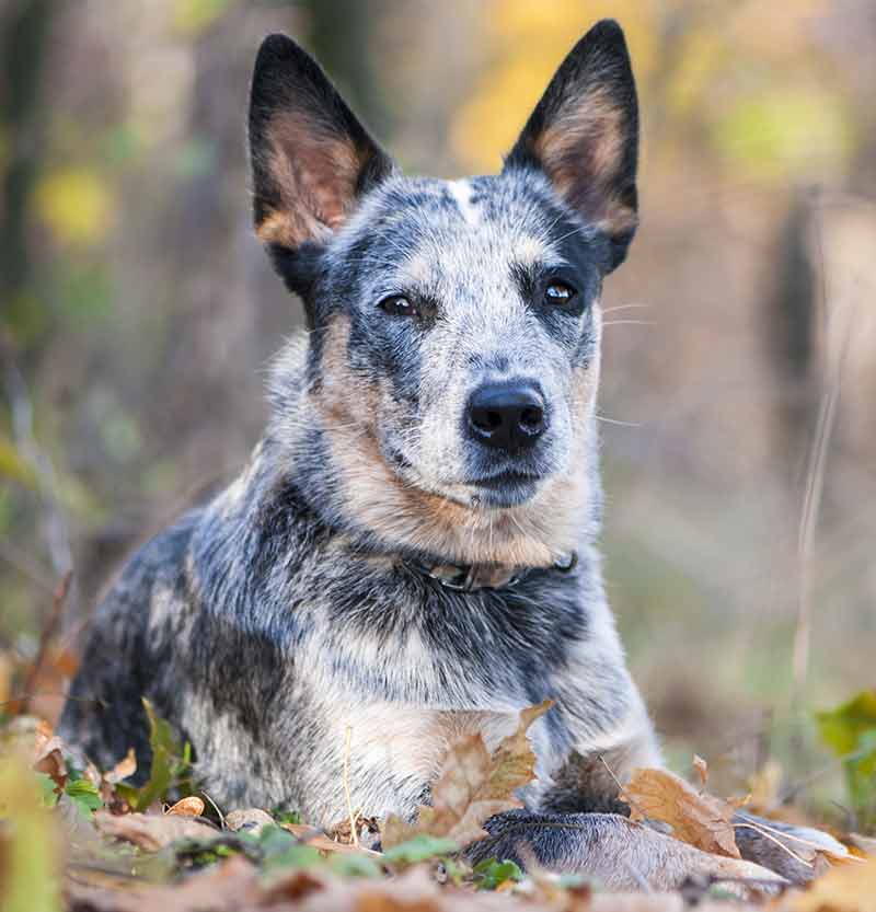 are blue heelers cuddly