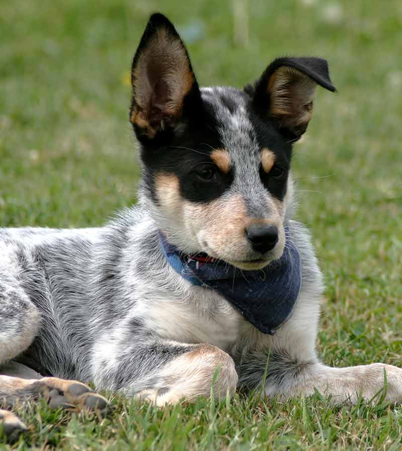 Pictures of Blue Heelers - Beautiful Images of Australian Cattle Dogs