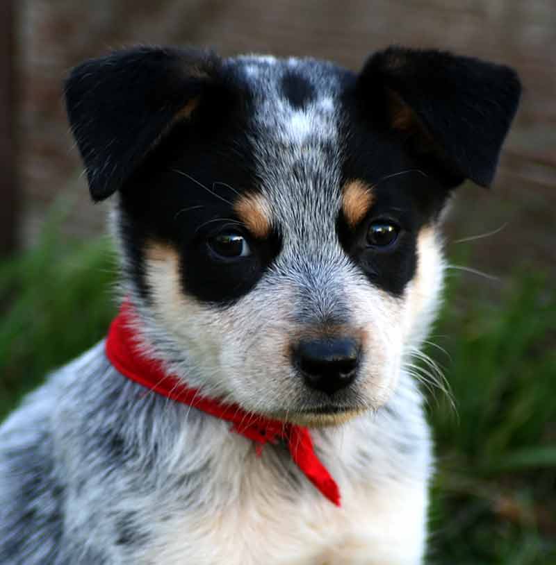 cute blue heeler puppies