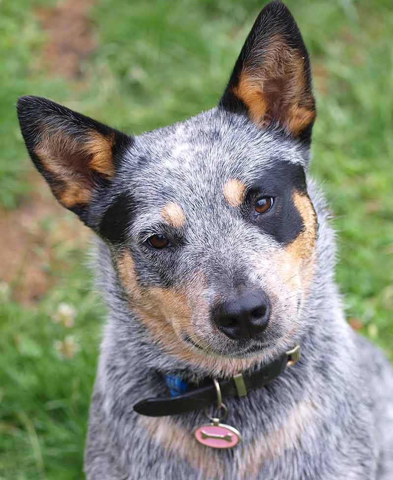 Pictures of Blue Heelers - Beautiful Images of Australian Cattle Dogs