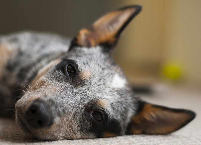 pictures of blue heelers resting