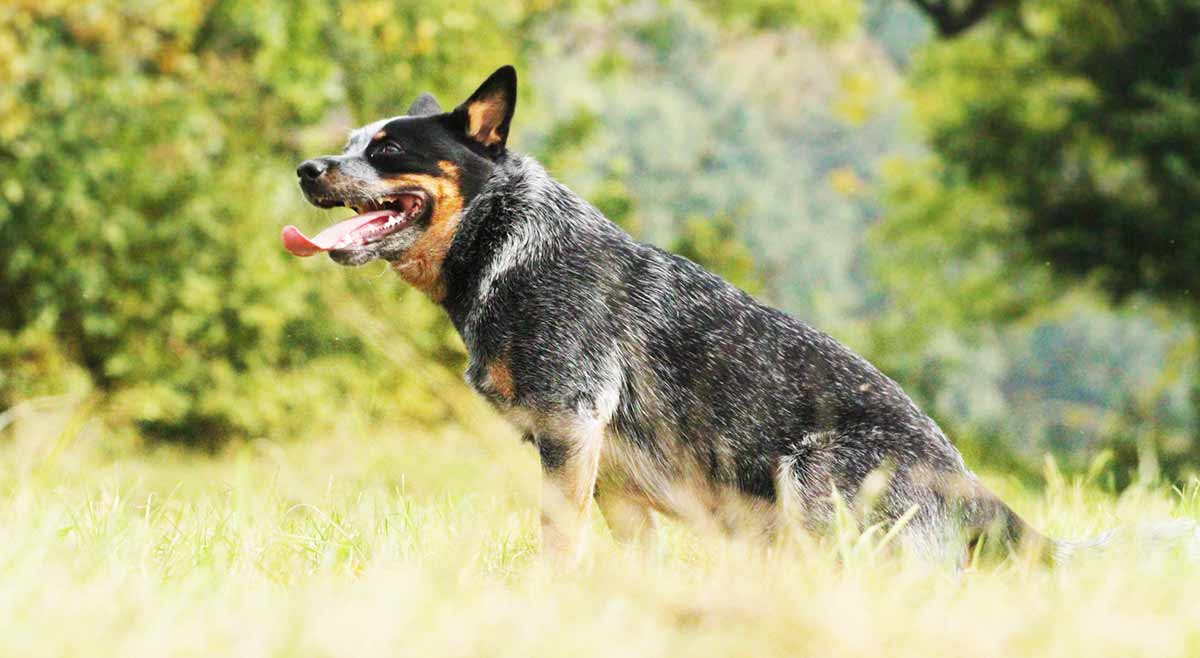 how long is a blue heeler pregnant