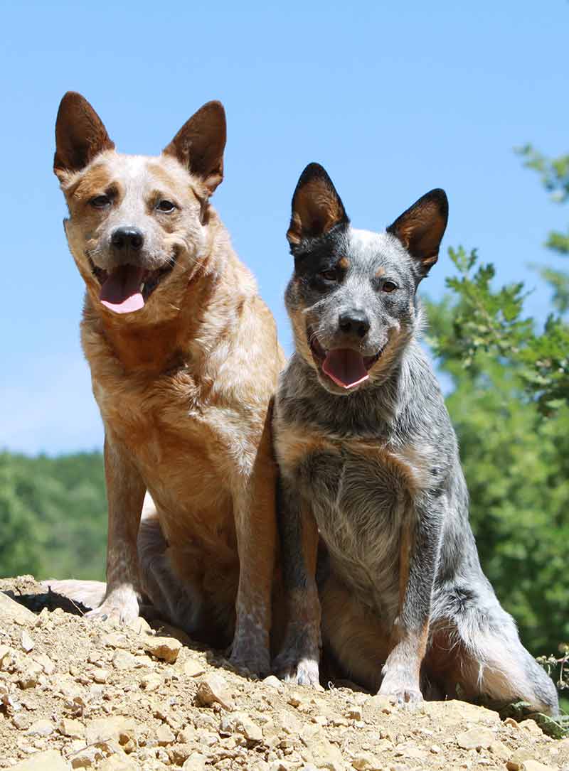 show me a blue heeler dog