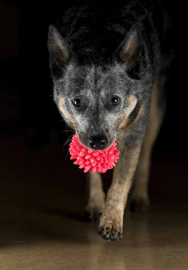 blue heeler carrying a toy