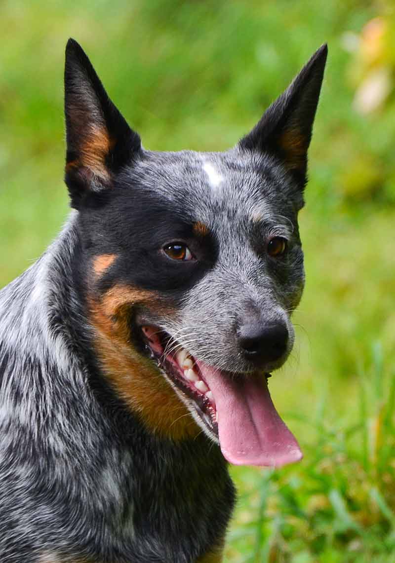 show me a blue heeler dog