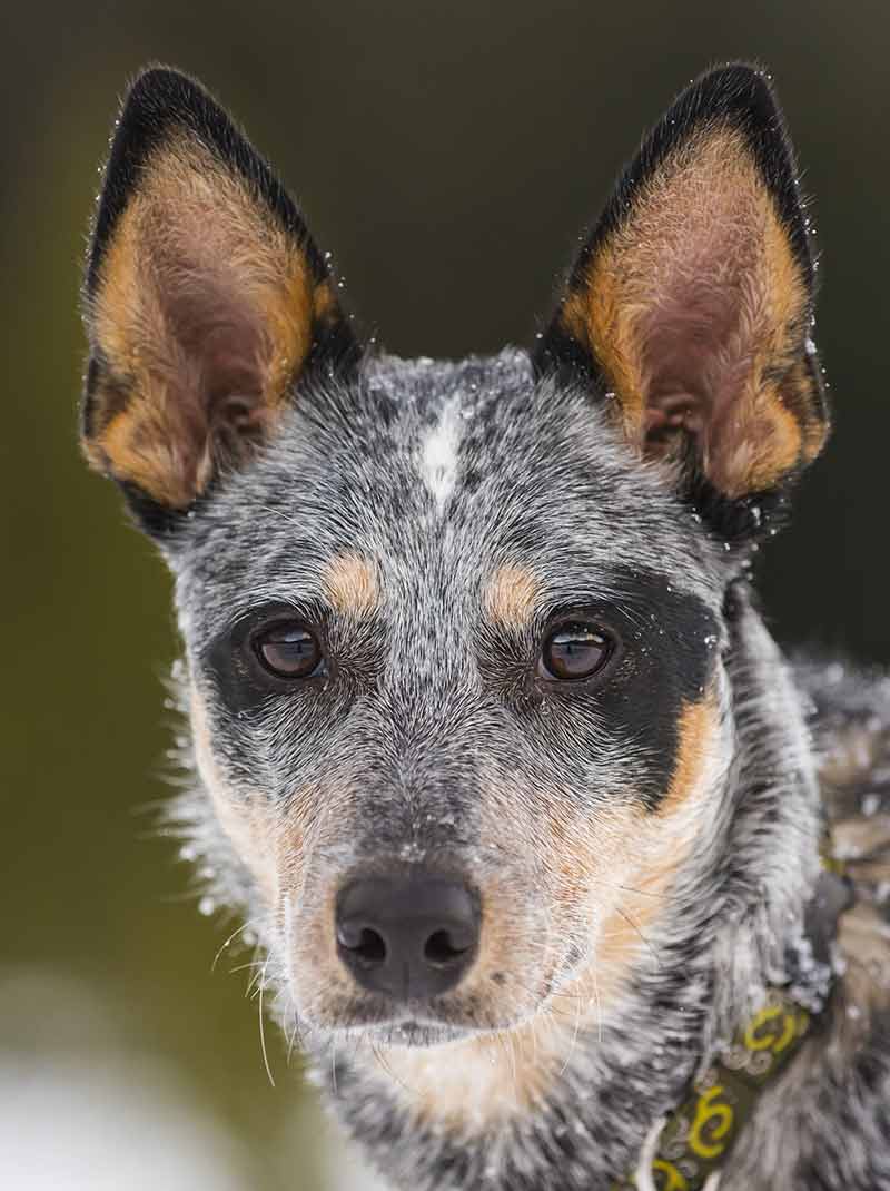 Blue Mottled Australian Cattle Dog