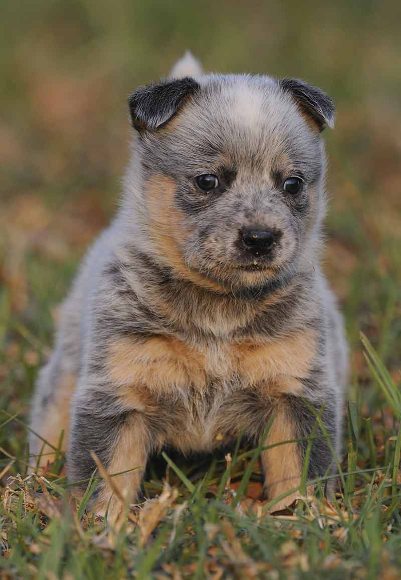 Heeler Dog Bluey