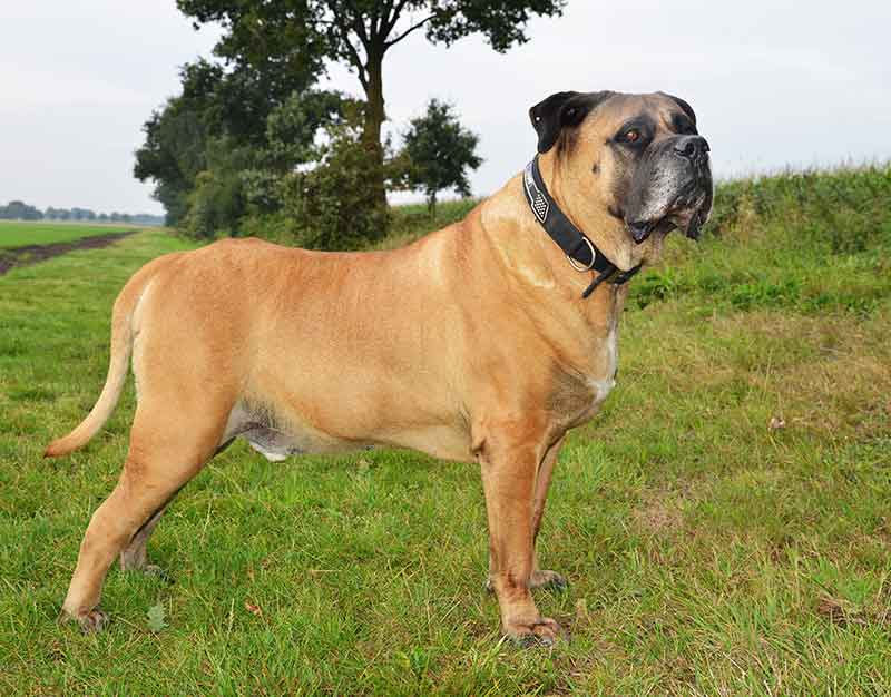 Boerboel dog