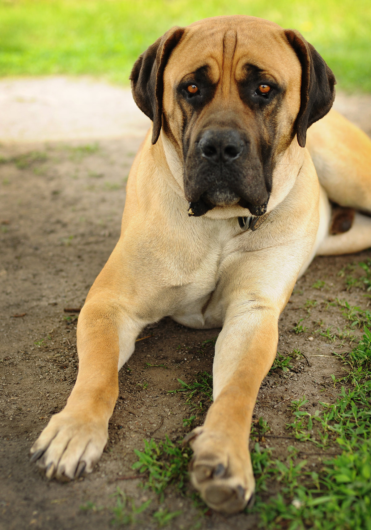 boerboel mastiff