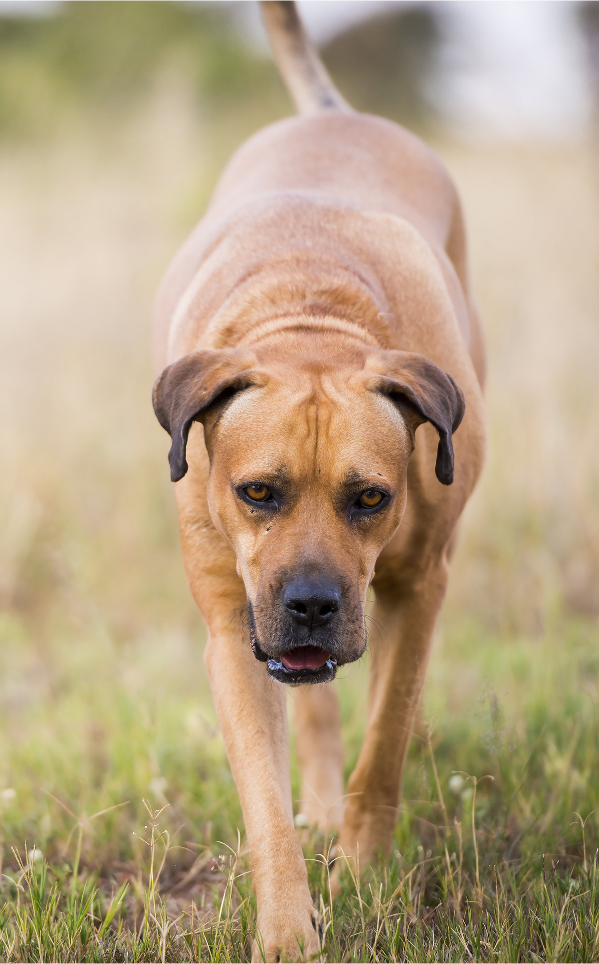 at what age is a boerboel full grown