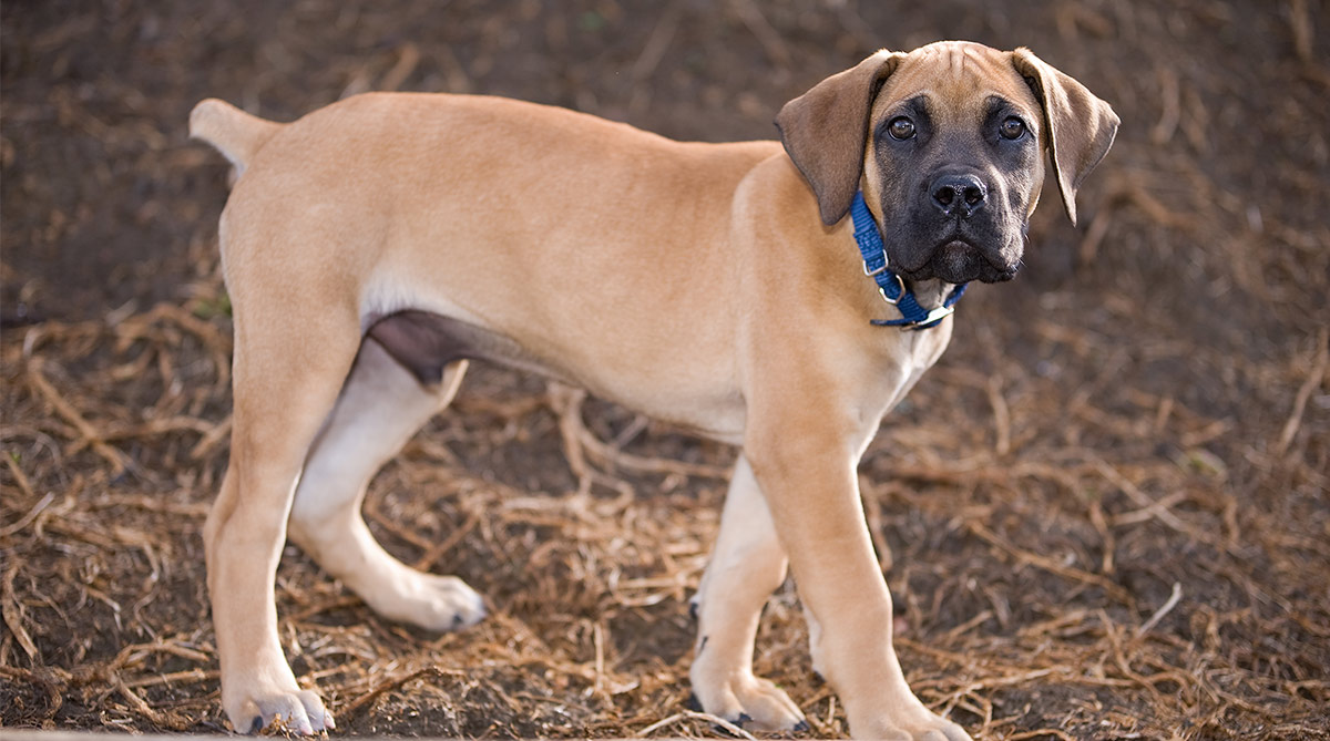 at what age is a boerboel full grown