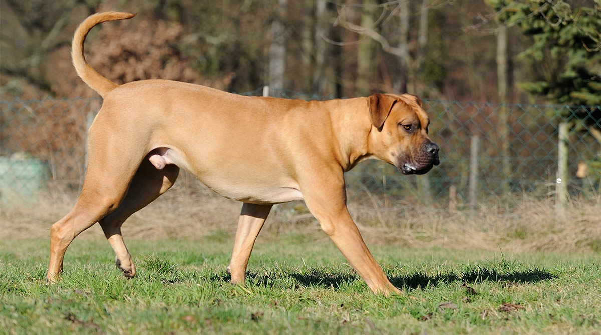 how much is a south african boerboel