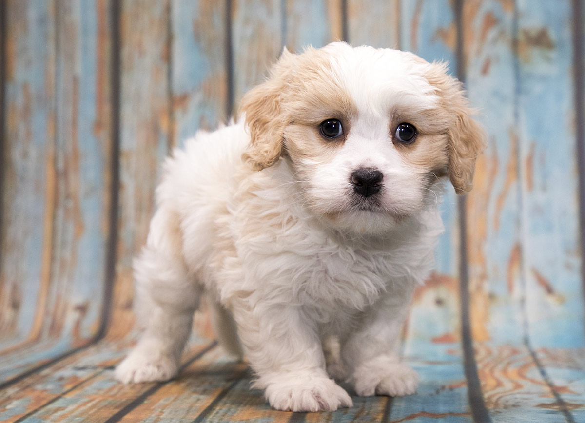 dogs with teddy bear ears