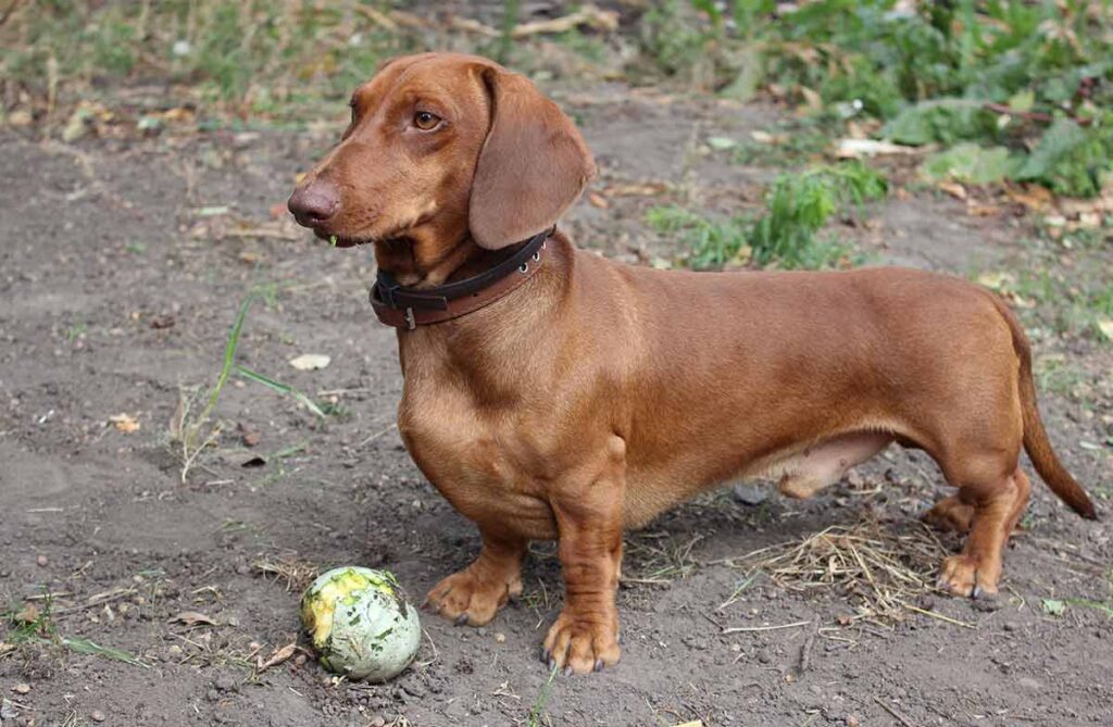 Dachshund Names - 300 Ideas For Naming Your Wiener Dog