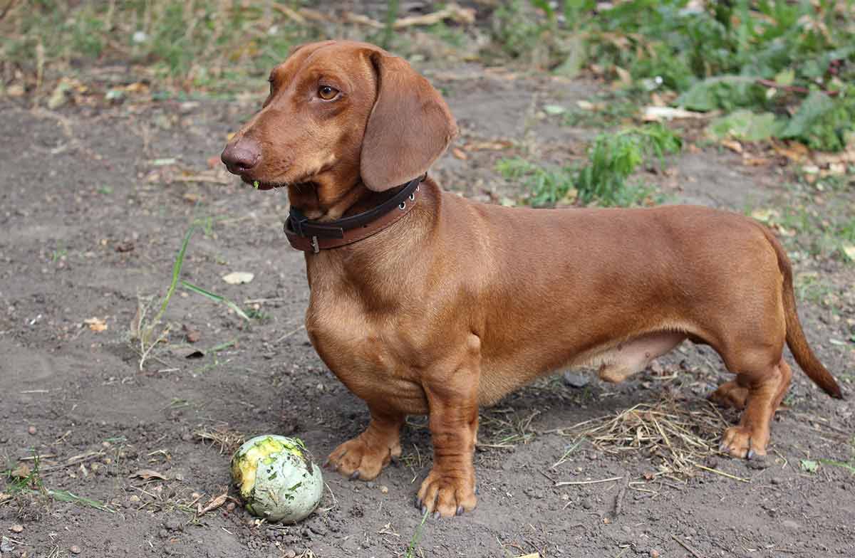 cute sausage dog