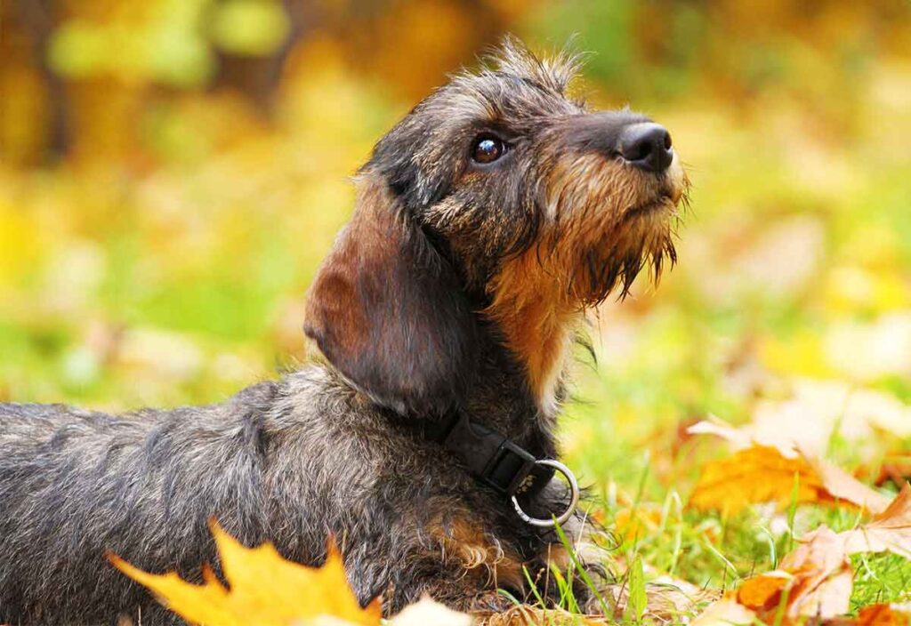 Tall wire haired outlet dog