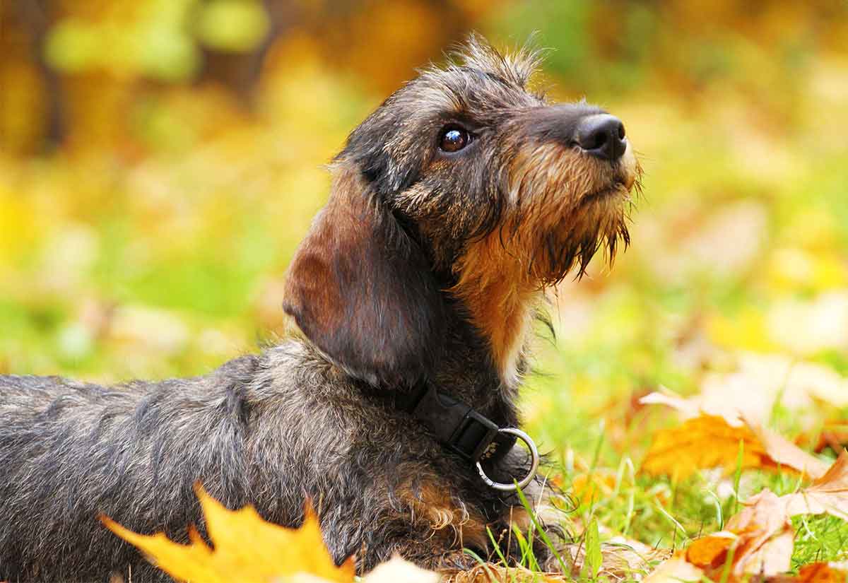 dachshund puppy names boy