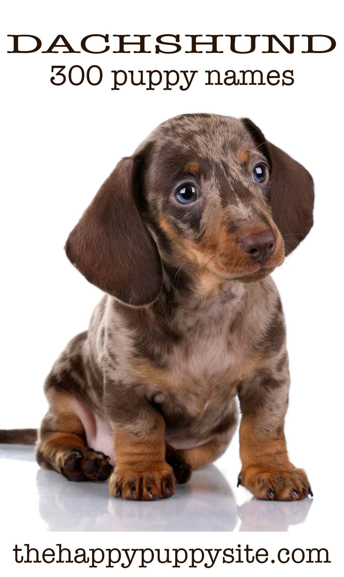 grey dapple dachshund