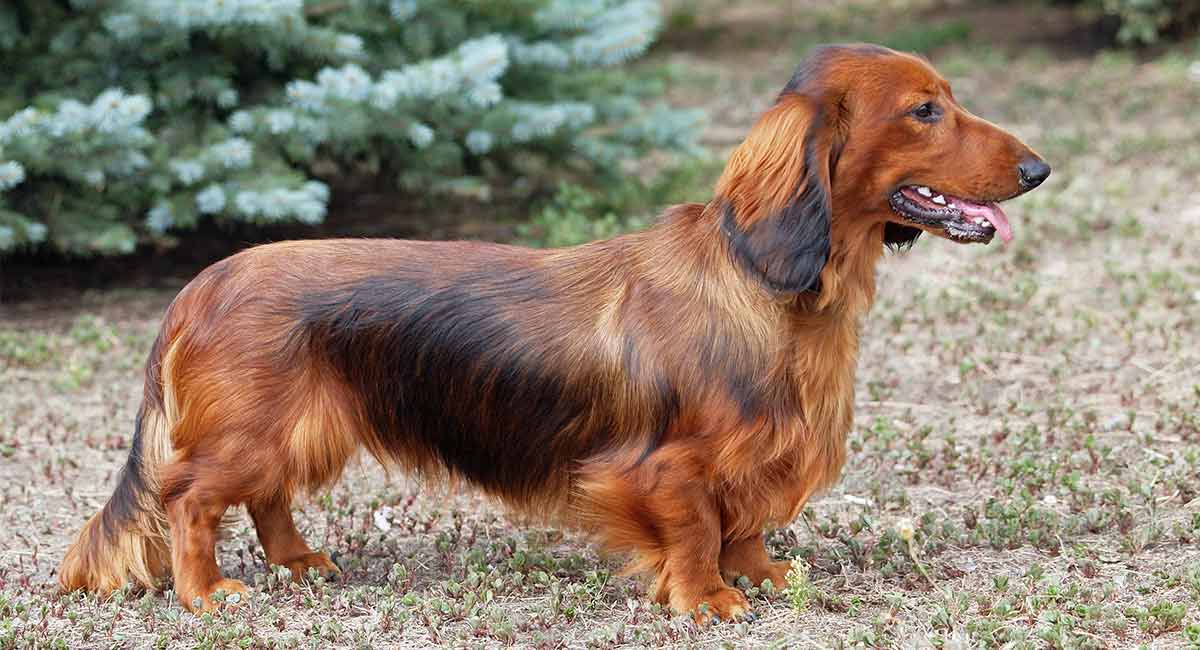 female long haired dachshund