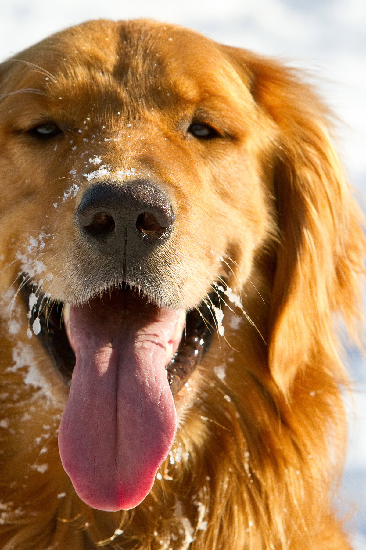 Pictures of Golden Retrievers in the snow