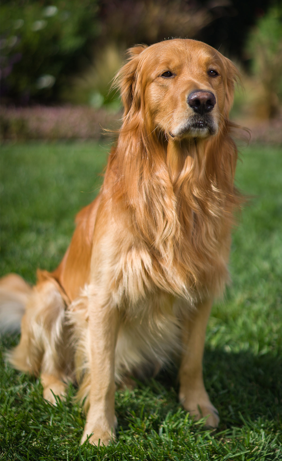 dark golden retriever