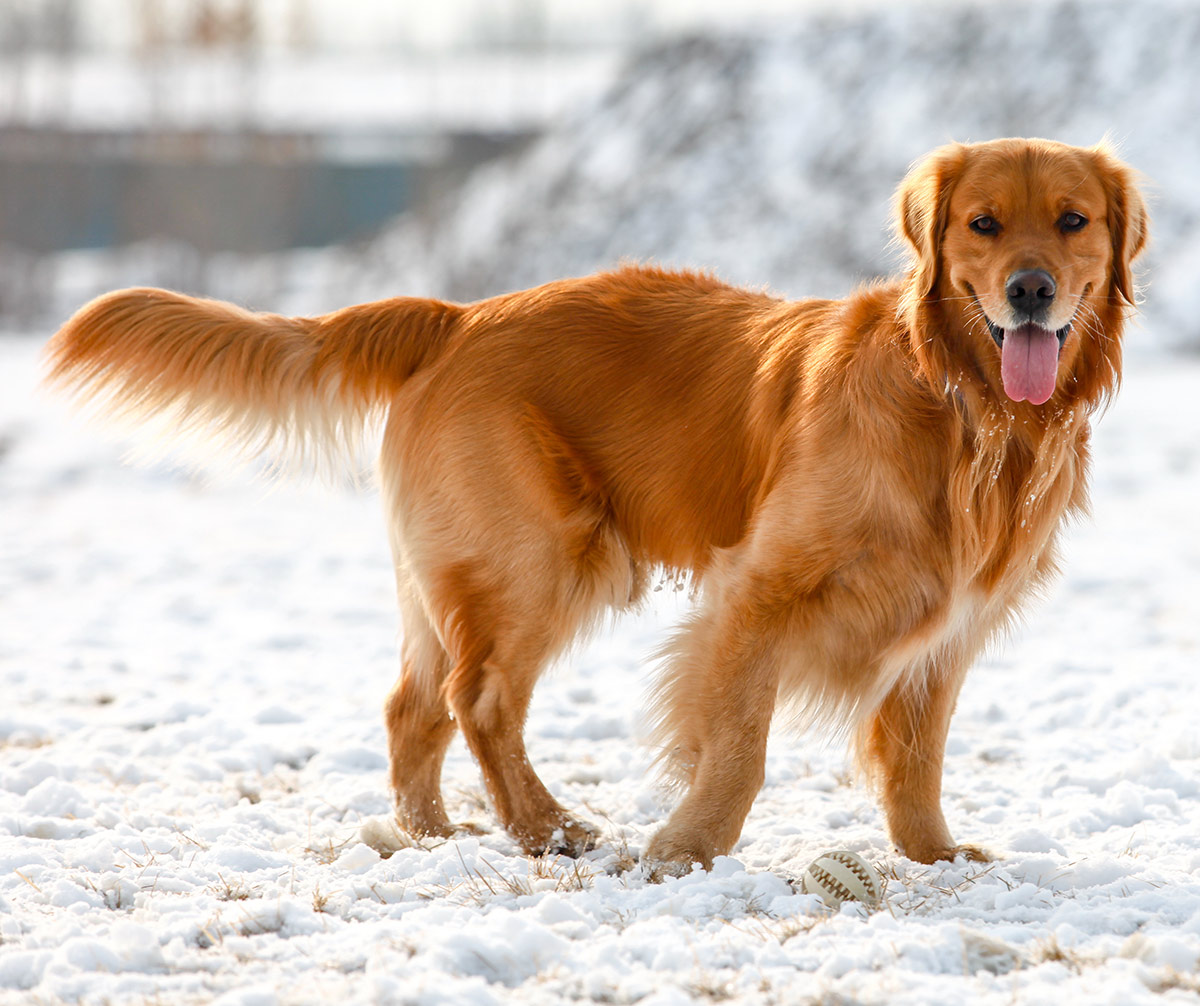 Golden Retriever Dark