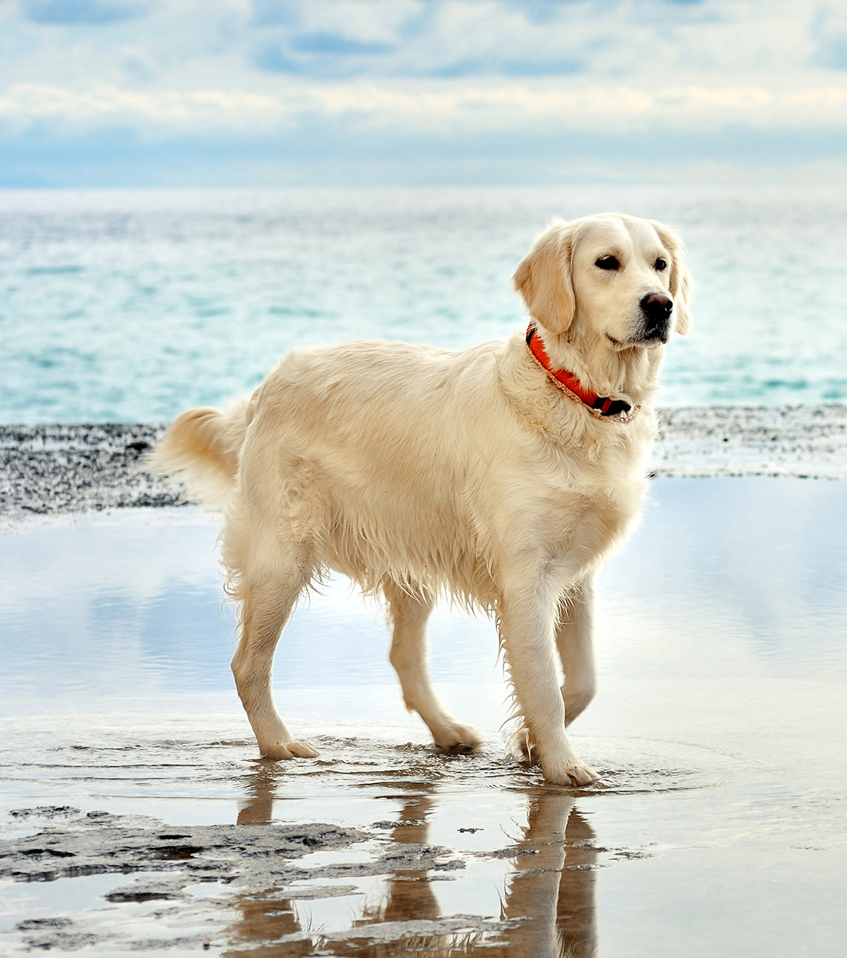 taurine golden retriever