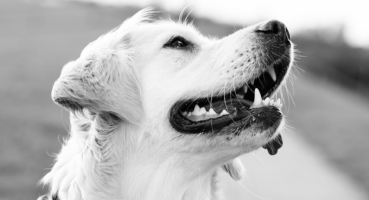 How To Groom A Golden Retriever - Top Tips For Home Grooming