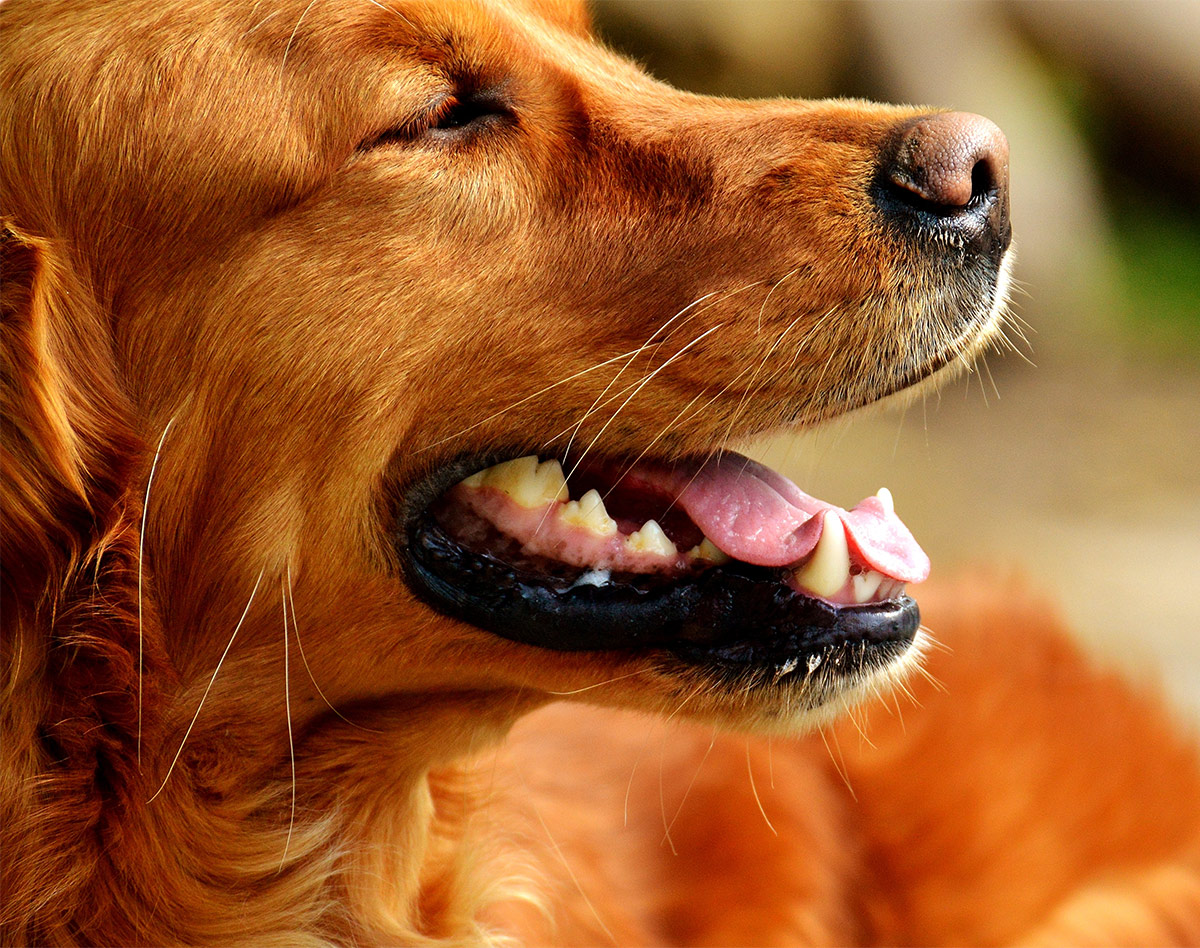 how to trim golden retriever tail feathers