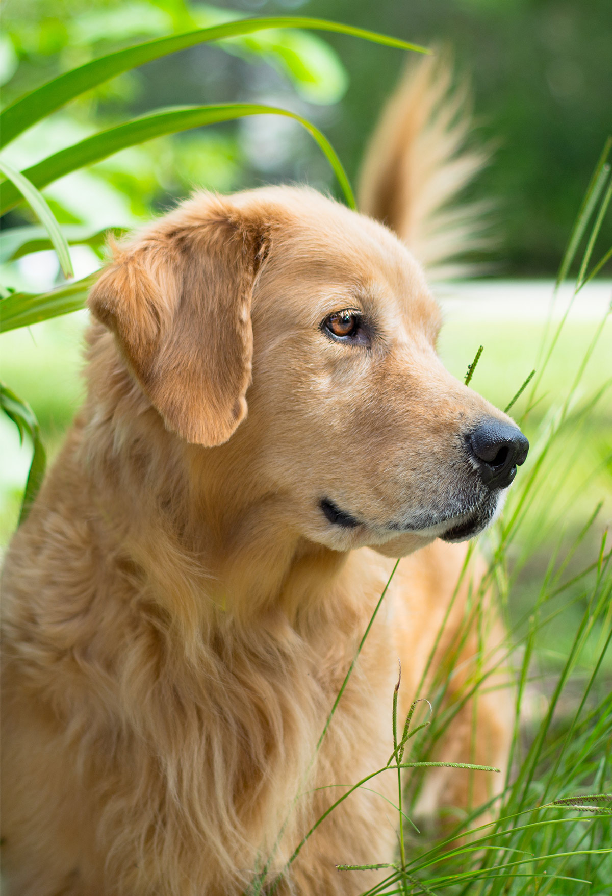 Pictures Of Golden Retrievers - Golden Retriever Photo Gallery