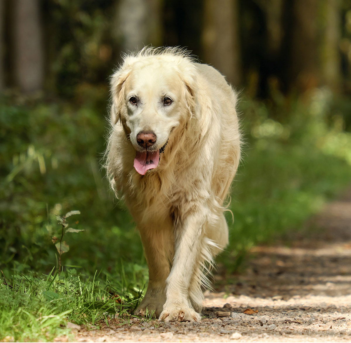 golden retriever hair brush