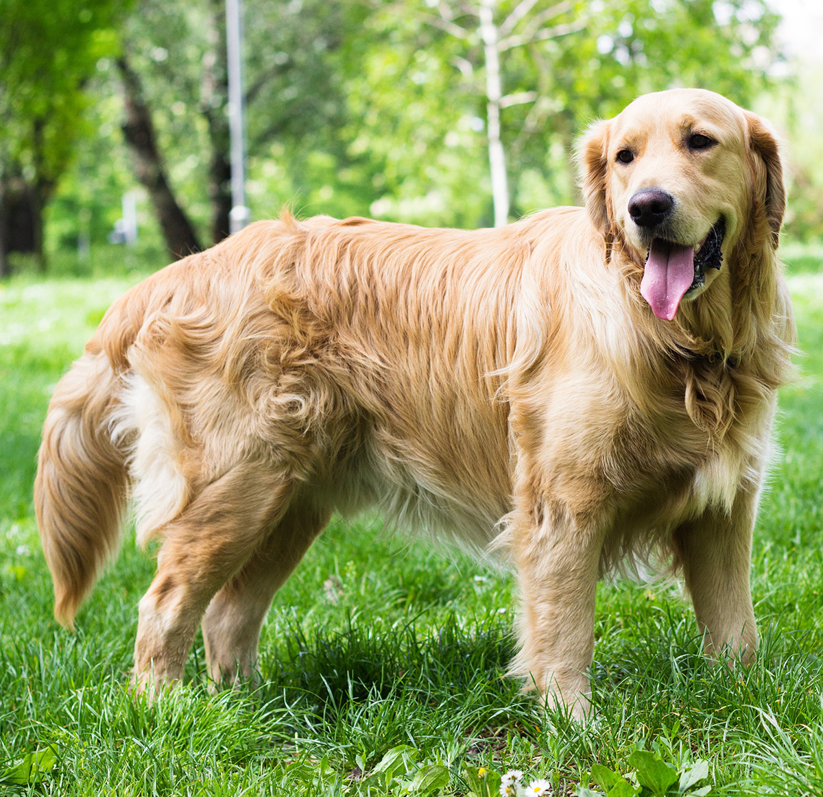 Pictures of Golden Retrievers outdoors