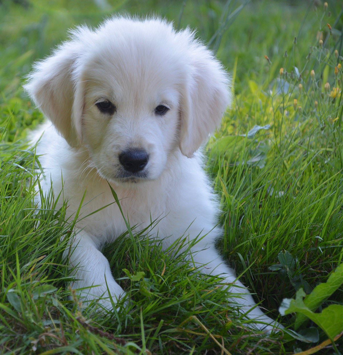 curly haired golden retriever puppy