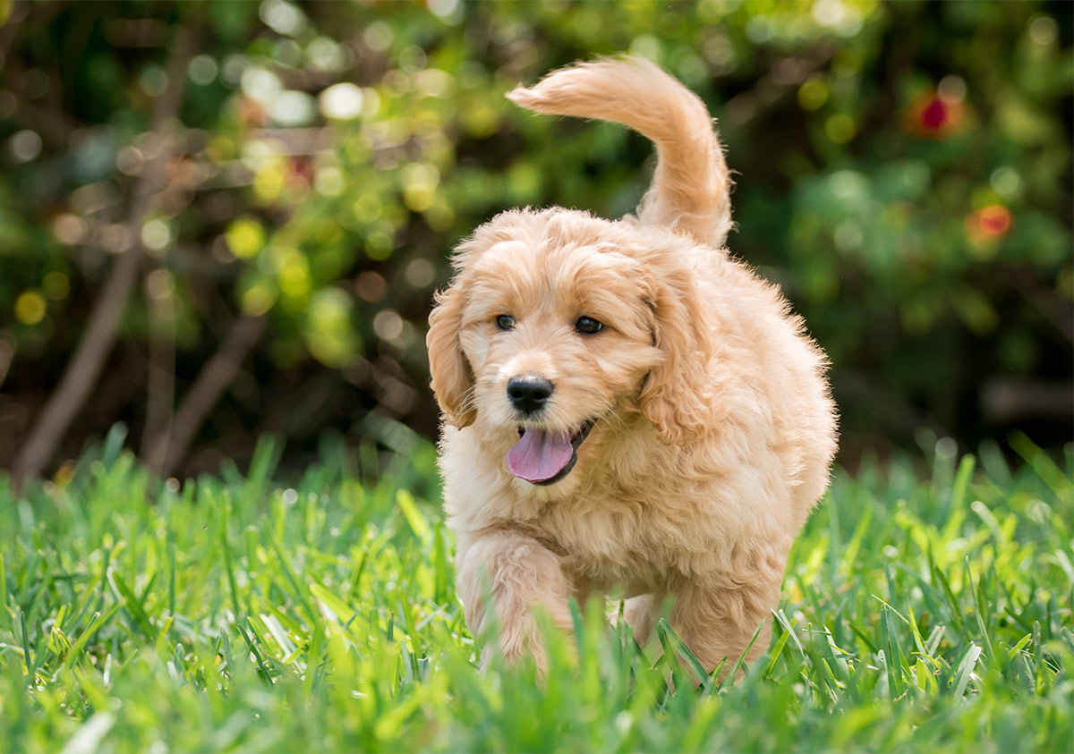 long haired yellow lab