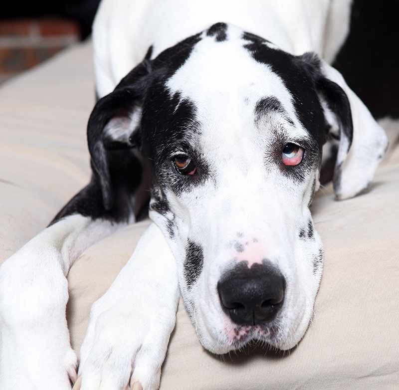 female great dane 