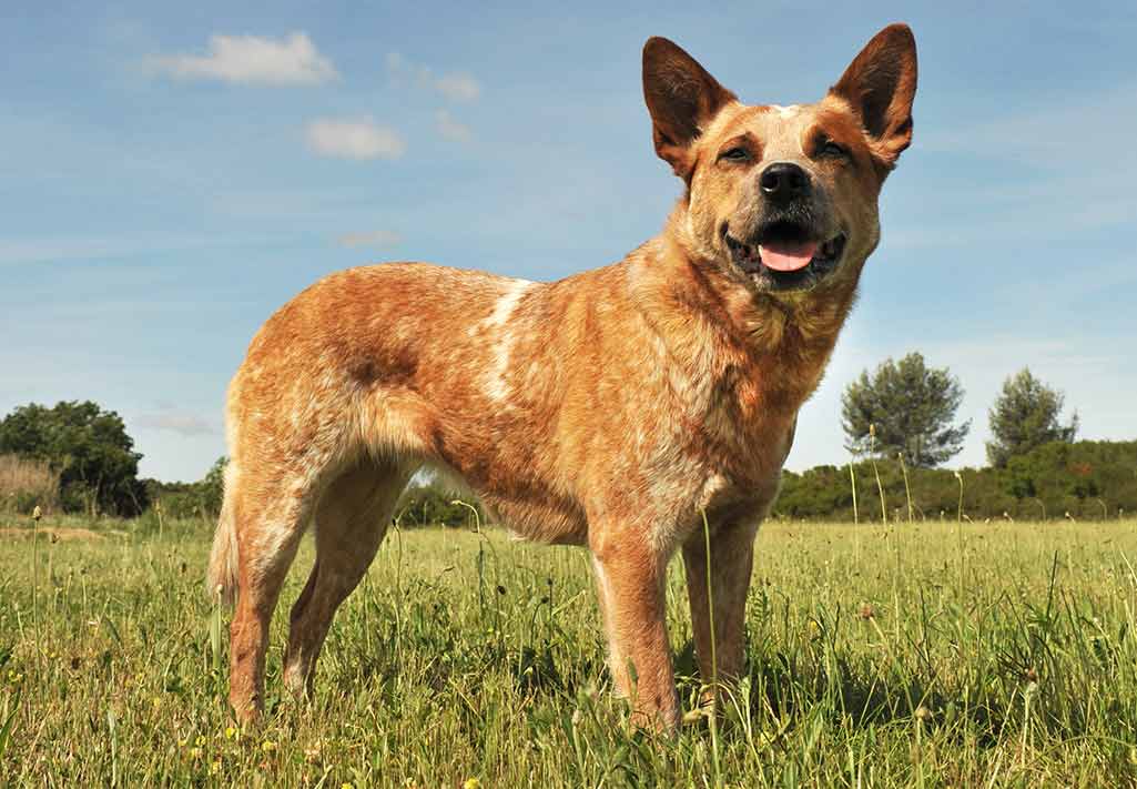 blue-heeler-origins-and-history-a-fascinating-guide