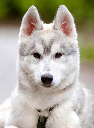 Siberian Husky Puppy