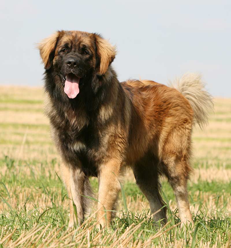 A Leonberger Dog