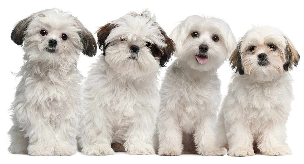 white teddy bear dog