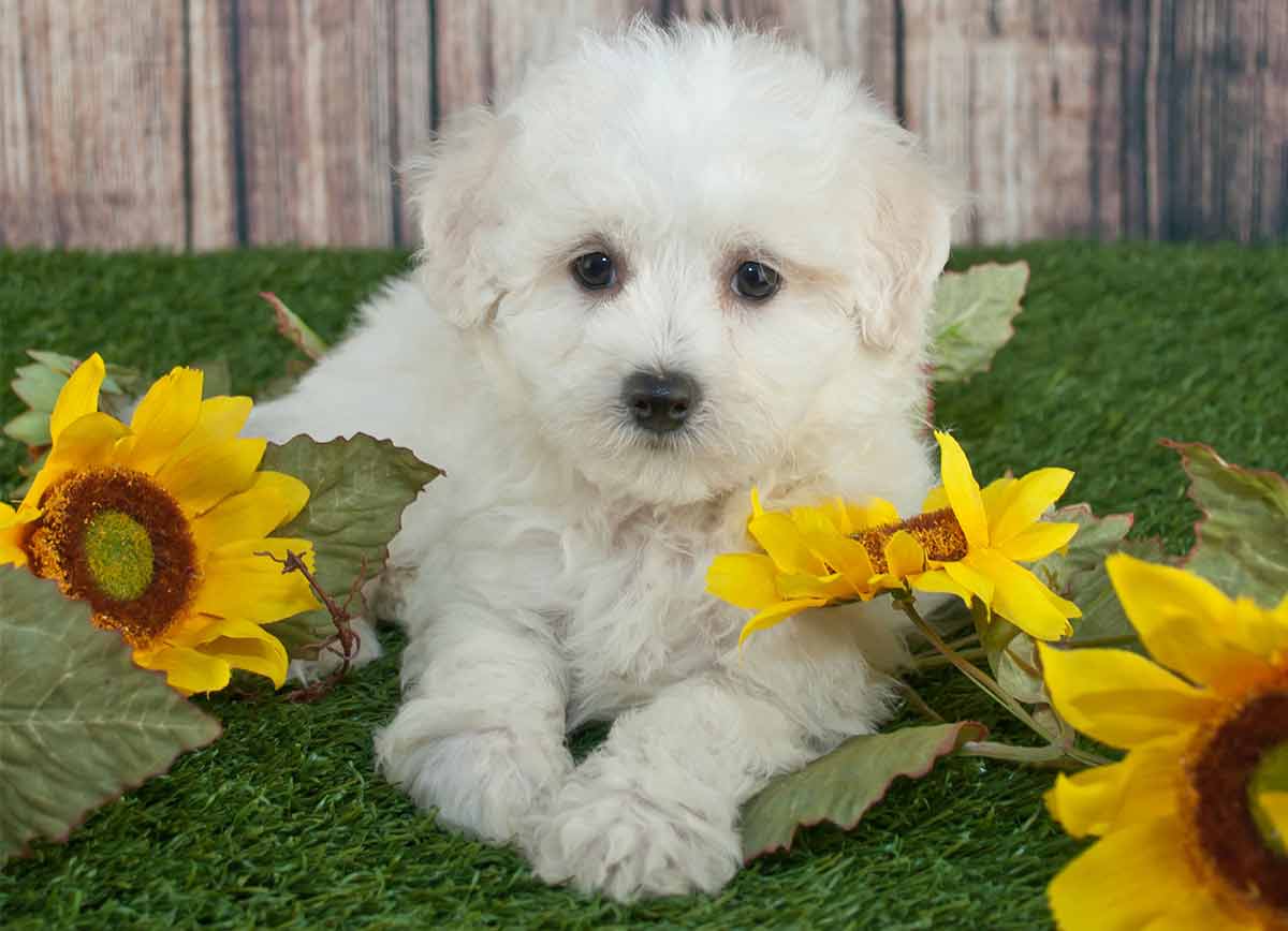 small teddy dog