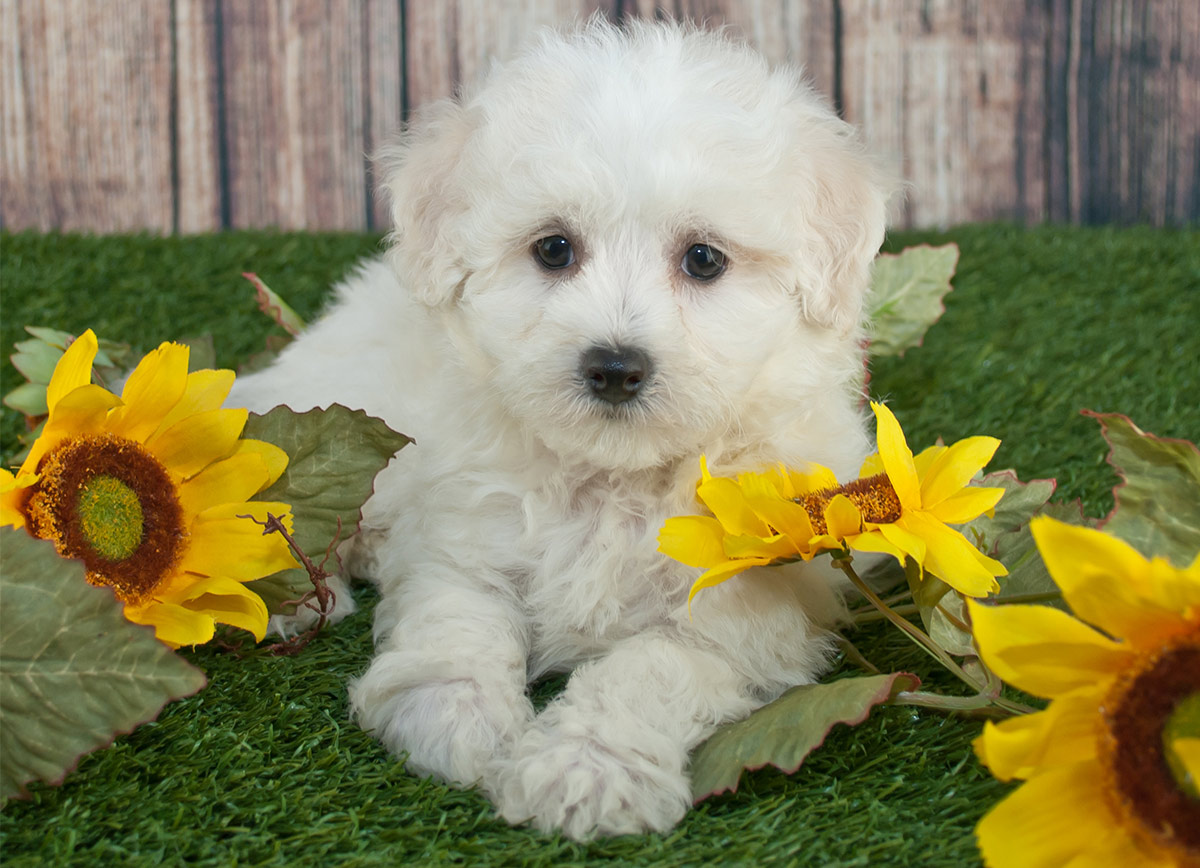 teddy lucky dog