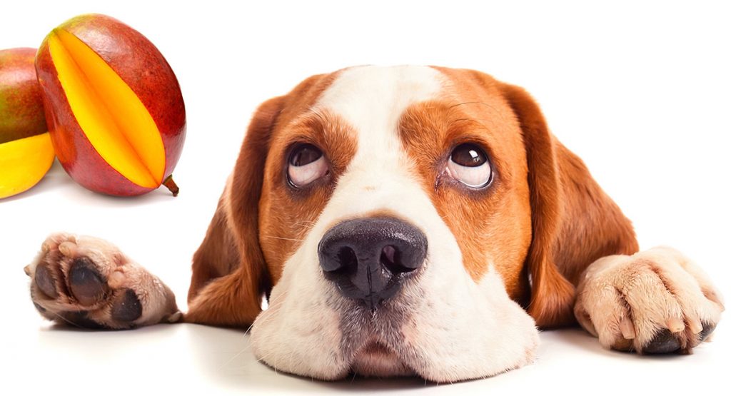 Can Dogs Eat Mango? A Complete Guide To Mango For Dogs