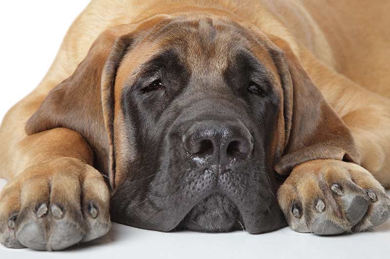 english mastiff