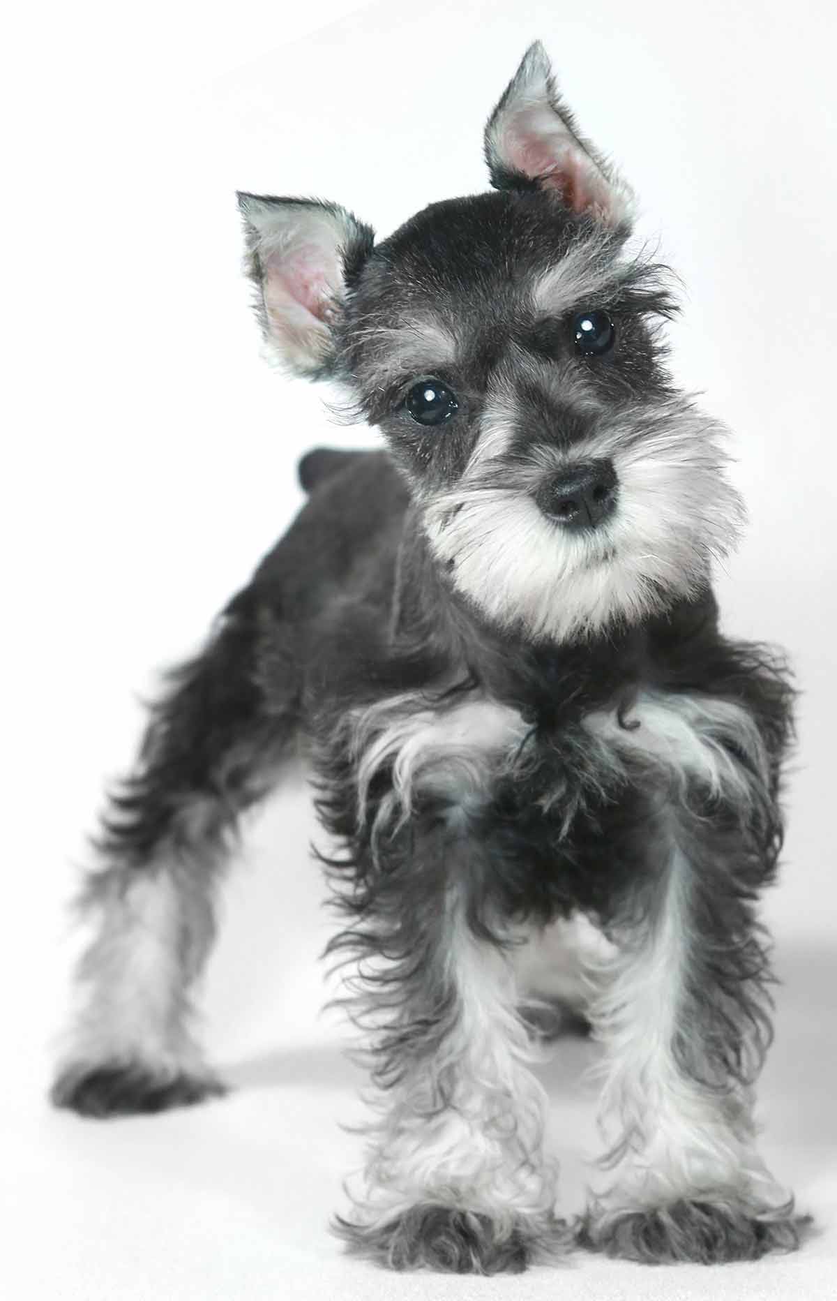 Black and white Miniature Schnauzer