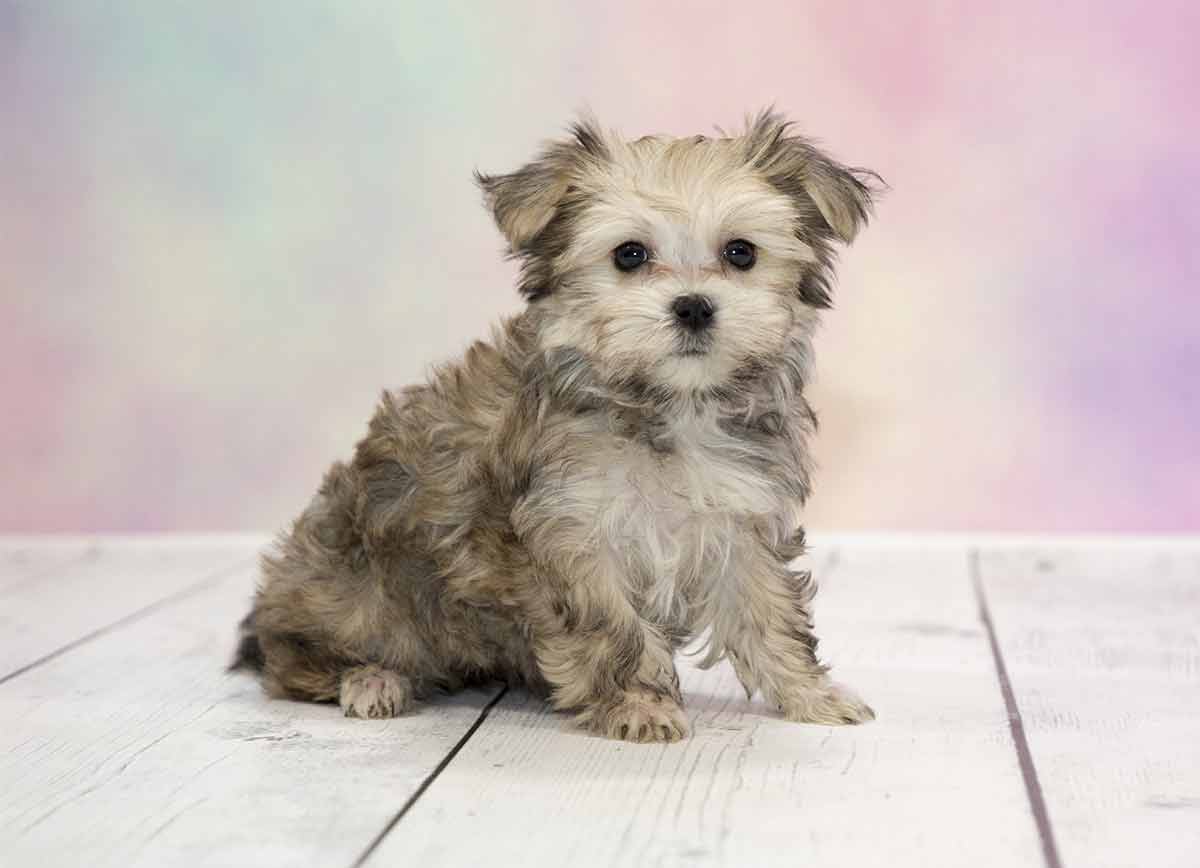 grey teddy bear dog