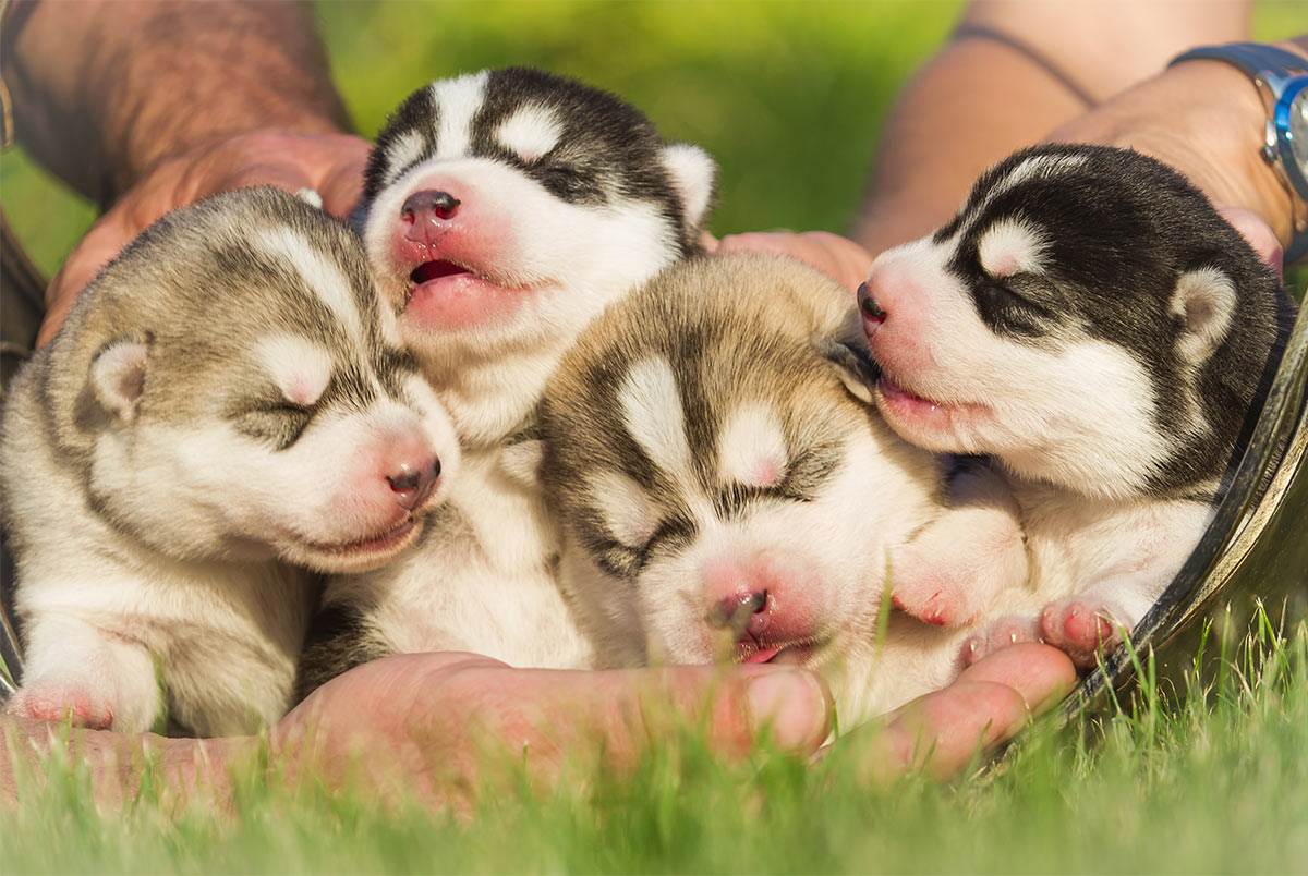 Pictures Of Huskies An Amazing Gallery Of Siberian And Alaskan Dogs And Pups